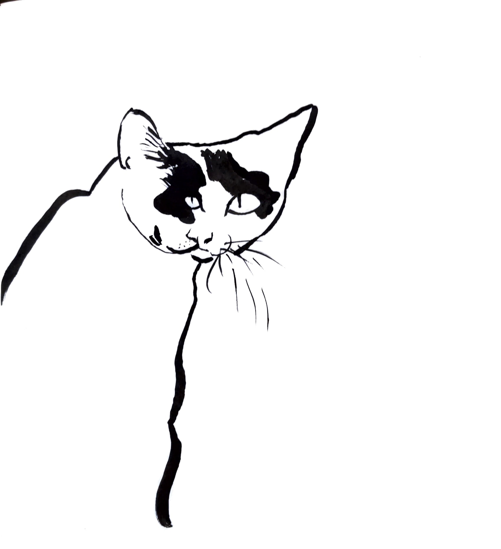 Black and white ink drawing of a white cat with black fur over it's eyes looking over it's shoulder towards the viewer. It's proportions are distorted so the right eye is much larger than the left and it's nose and mouth seem to be pointing in the wrong direction.